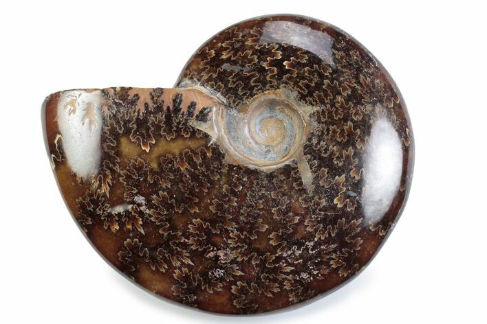 Polished Ammonite (Cleoniceras) Fossil - Madagascar #364947